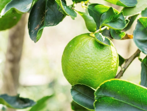 CÔNG TY CỔ PHẦN MỘC ĐIỀN