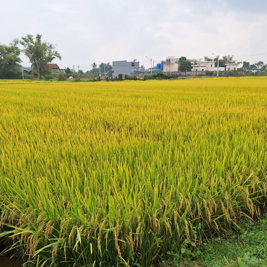 CÔNG TY CỔ PHẦN MỘC ĐIỀN