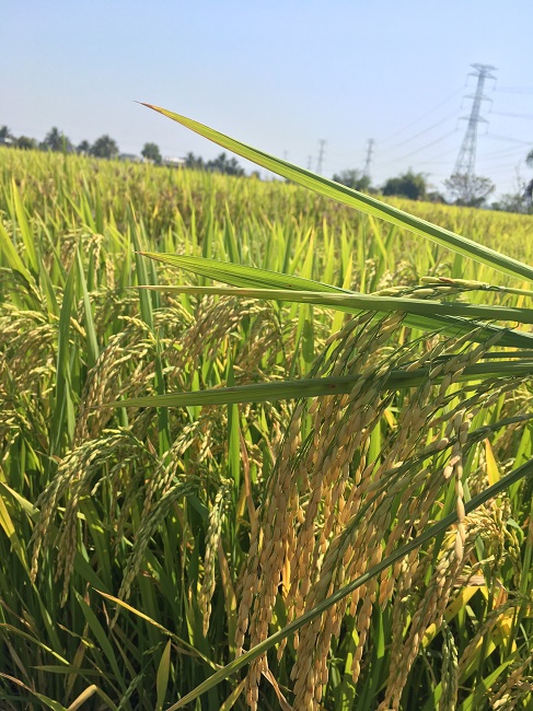 CÔNG TY CỔ PHẦN MỘC ĐIỀN