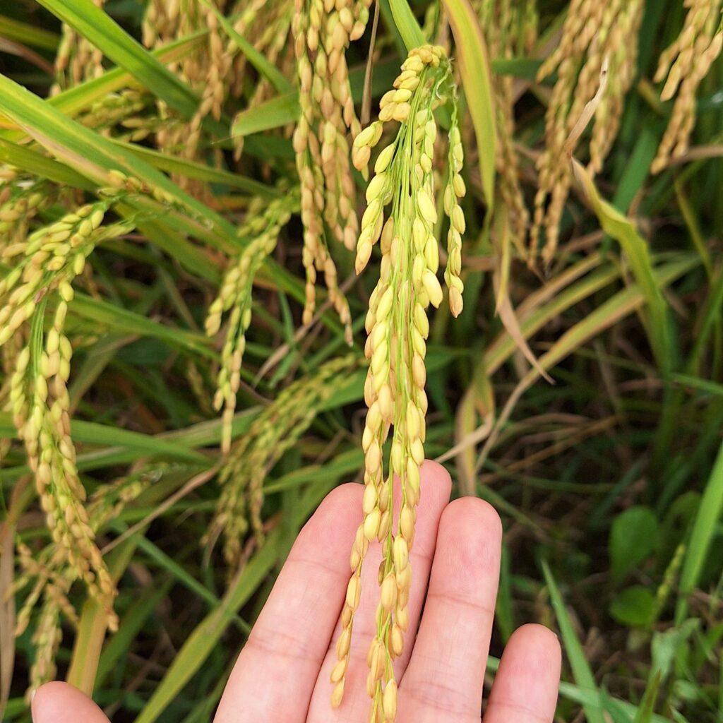 CÔNG TY CỔ PHẦN MỘC ĐIỀN