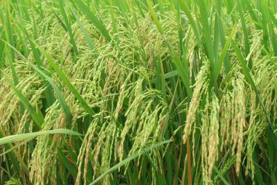 CÔNG TY CỔ PHẦN MỘC ĐIỀN