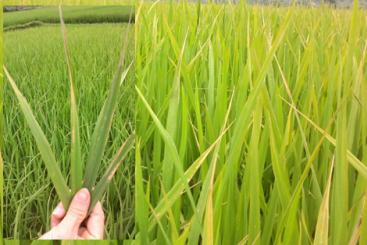 CÔNG TY CỔ PHẦN MỘC ĐIỀN