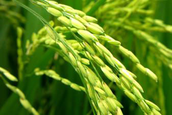 CÔNG TY CỔ PHẦN MỘC ĐIỀN