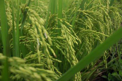 CÔNG TY CỔ PHẦN MỘC ĐIỀN