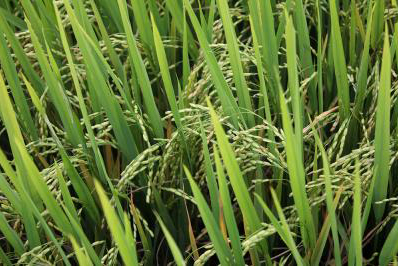 CÔNG TY CỔ PHẦN MỘC ĐIỀN