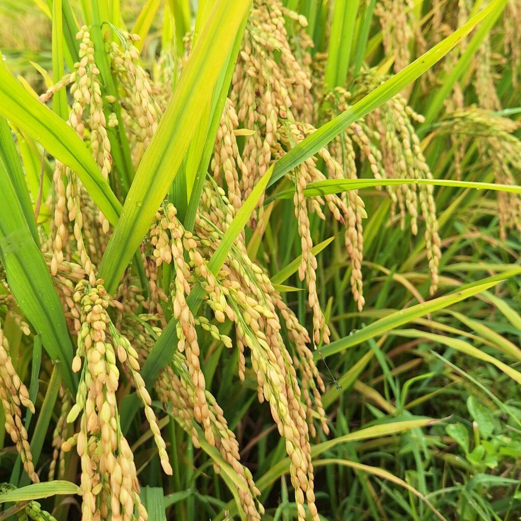 CÔNG TY CỔ PHẦN MỘC ĐIỀN