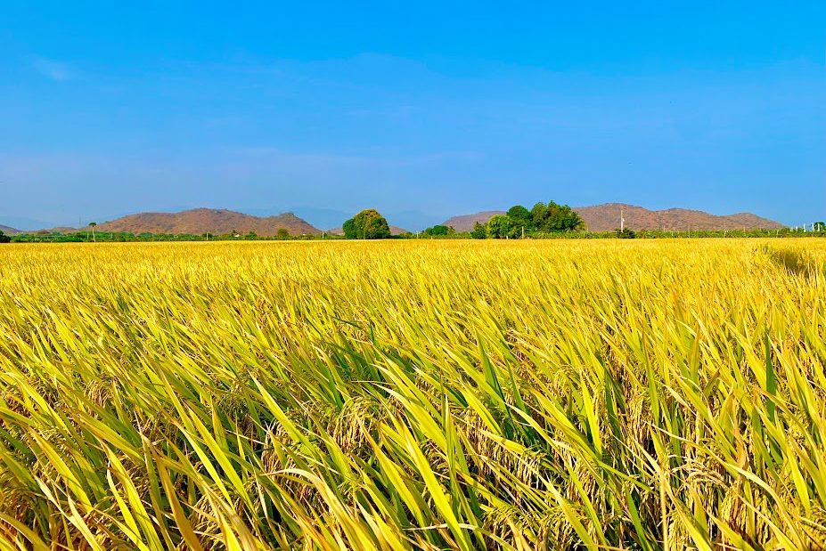 CÔNG TY CỔ PHẦN MỘC ĐIỀN