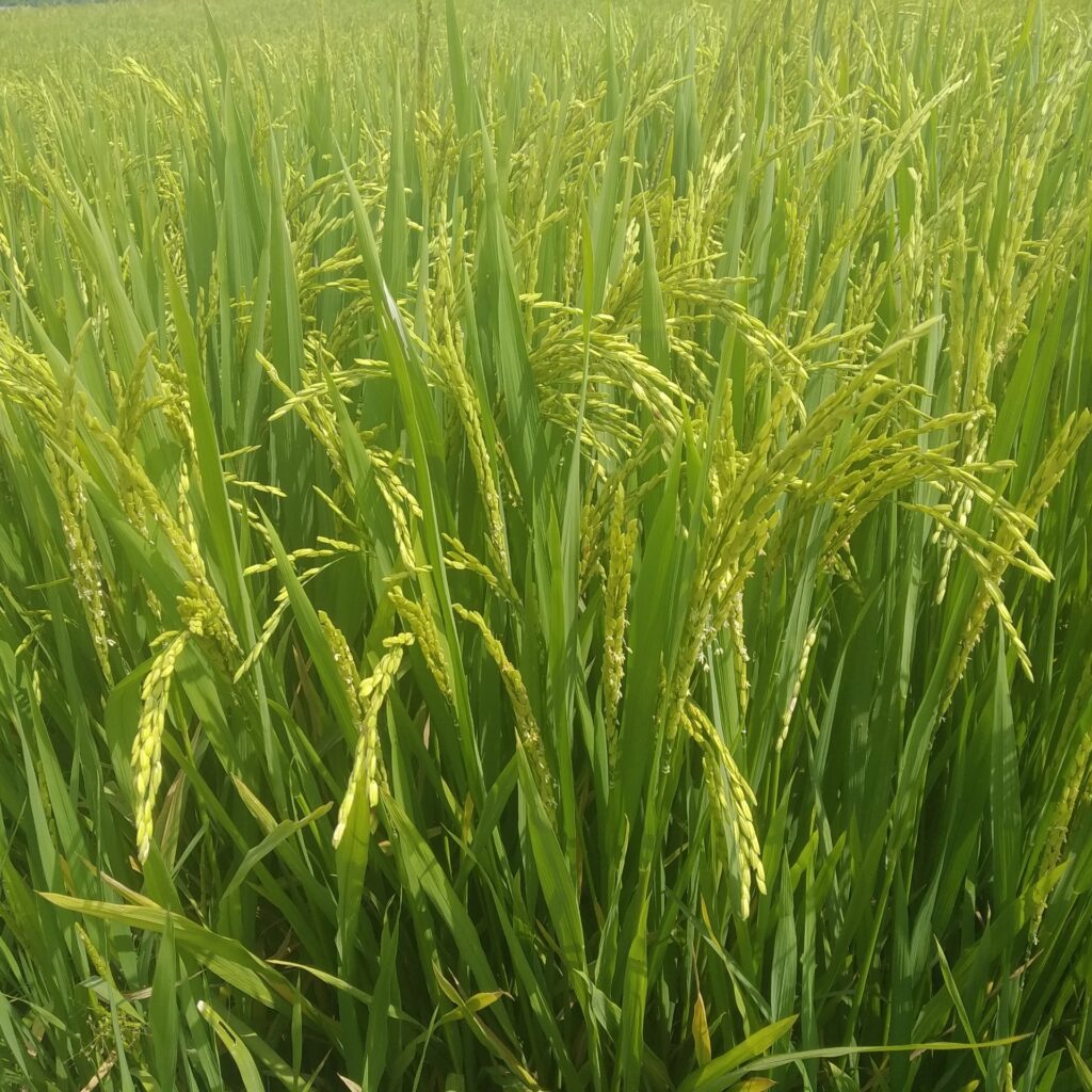 CÔNG TY CỔ PHẦN MỘC ĐIỀN