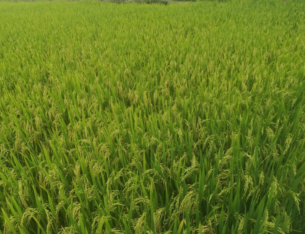 CÔNG TY CỔ PHẦN MỘC ĐIỀN