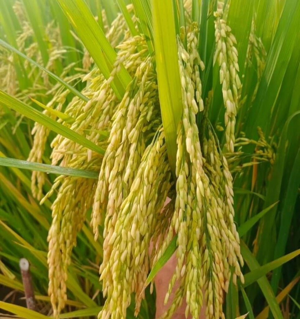 CÔNG TY CỔ PHẦN MỘC ĐIỀN