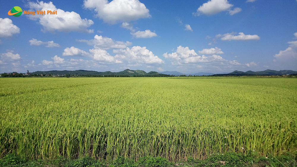 CÔNG TY CỔ PHẦN MỘC ĐIỀN