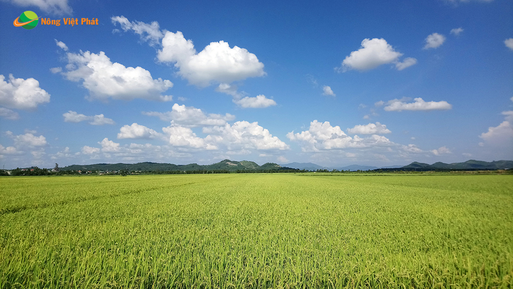 CÔNG TY CỔ PHẦN MỘC ĐIỀN