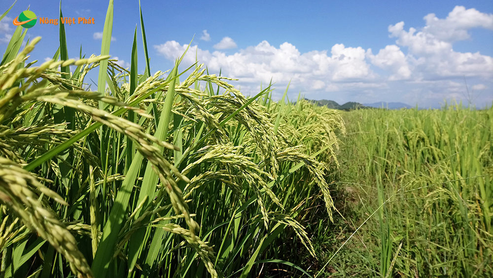 CÔNG TY CỔ PHẦN MỘC ĐIỀN