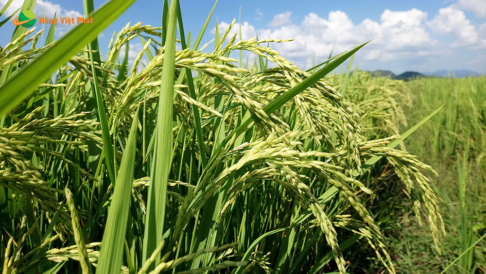 CÔNG TY CỔ PHẦN MỘC ĐIỀN