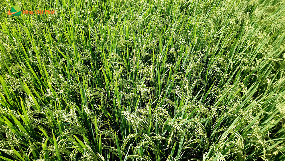 CÔNG TY CỔ PHẦN MỘC ĐIỀN