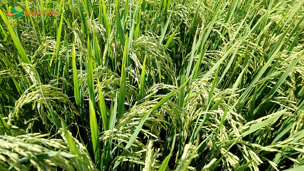 CÔNG TY CỔ PHẦN MỘC ĐIỀN