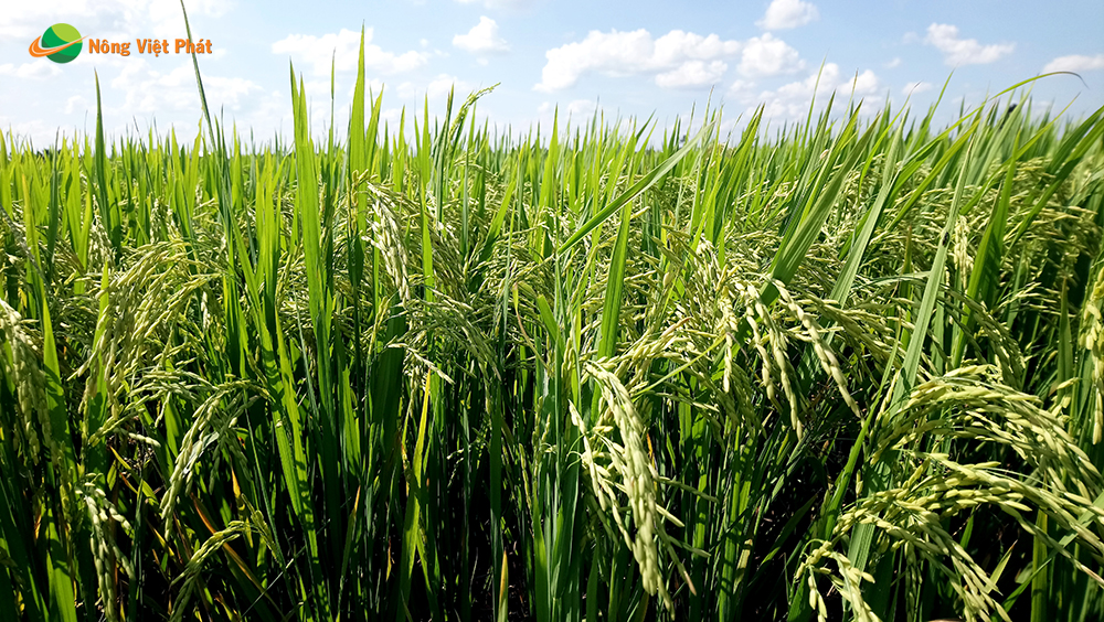 CÔNG TY CỔ PHẦN MỘC ĐIỀN