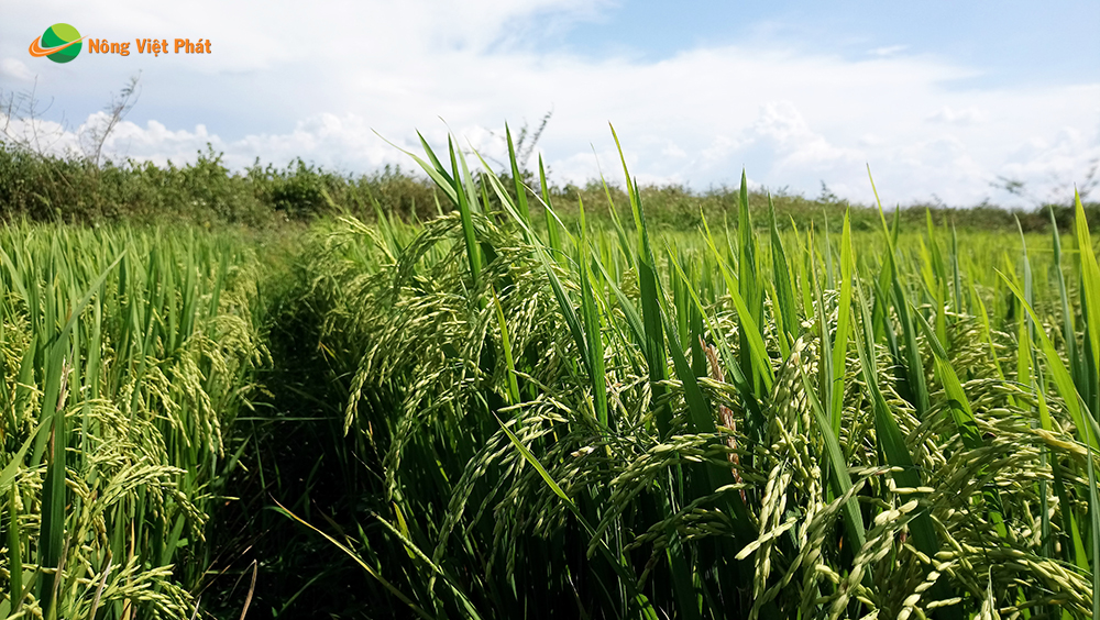 CÔNG TY CỔ PHẦN MỘC ĐIỀN