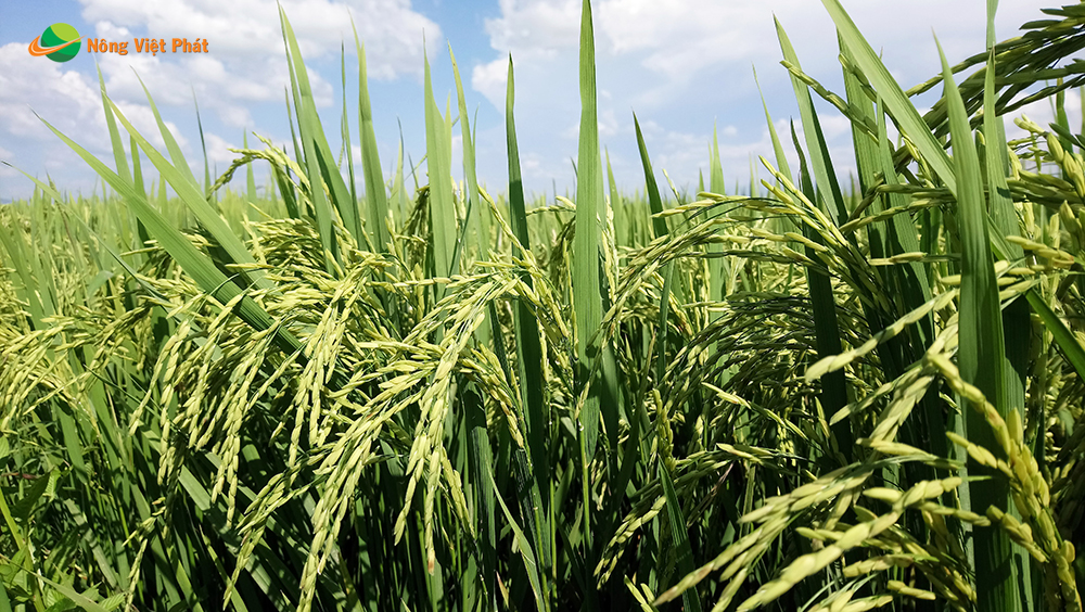 CÔNG TY CỔ PHẦN MỘC ĐIỀN