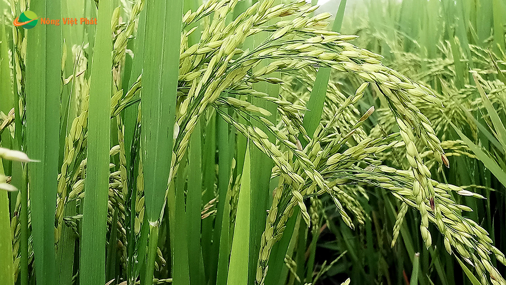 CÔNG TY CỔ PHẦN MỘC ĐIỀN