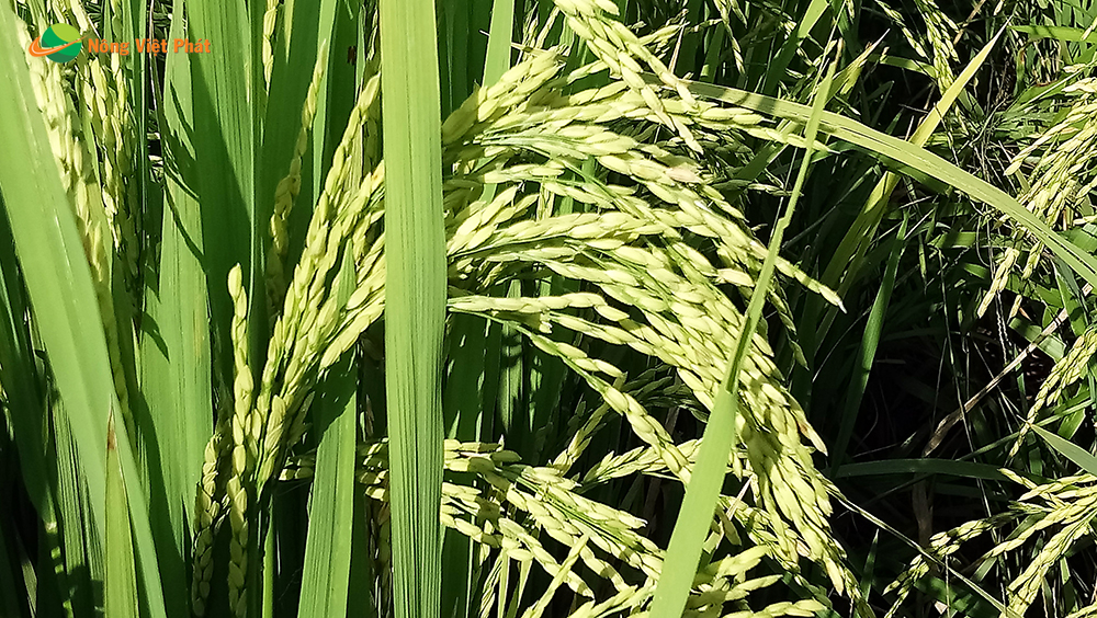 CÔNG TY CỔ PHẦN MỘC ĐIỀN