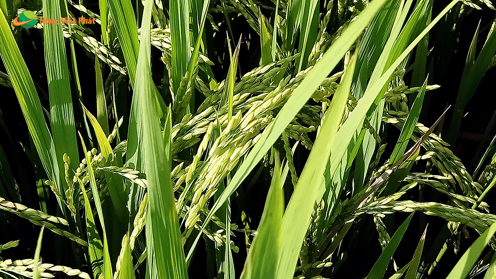 CÔNG TY CỔ PHẦN MỘC ĐIỀN