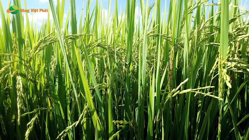 CÔNG TY CỔ PHẦN MỘC ĐIỀN