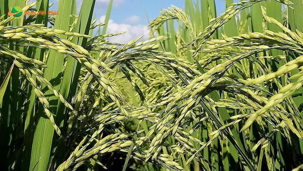 CÔNG TY CỔ PHẦN MỘC ĐIỀN