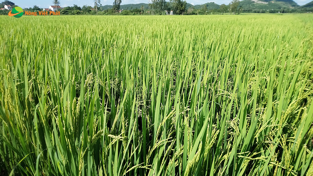 CÔNG TY CỔ PHẦN MỘC ĐIỀN