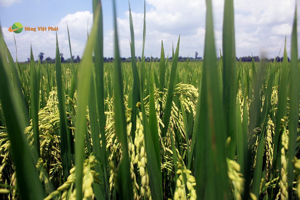 CÔNG TY CỔ PHẦN MỘC ĐIỀN