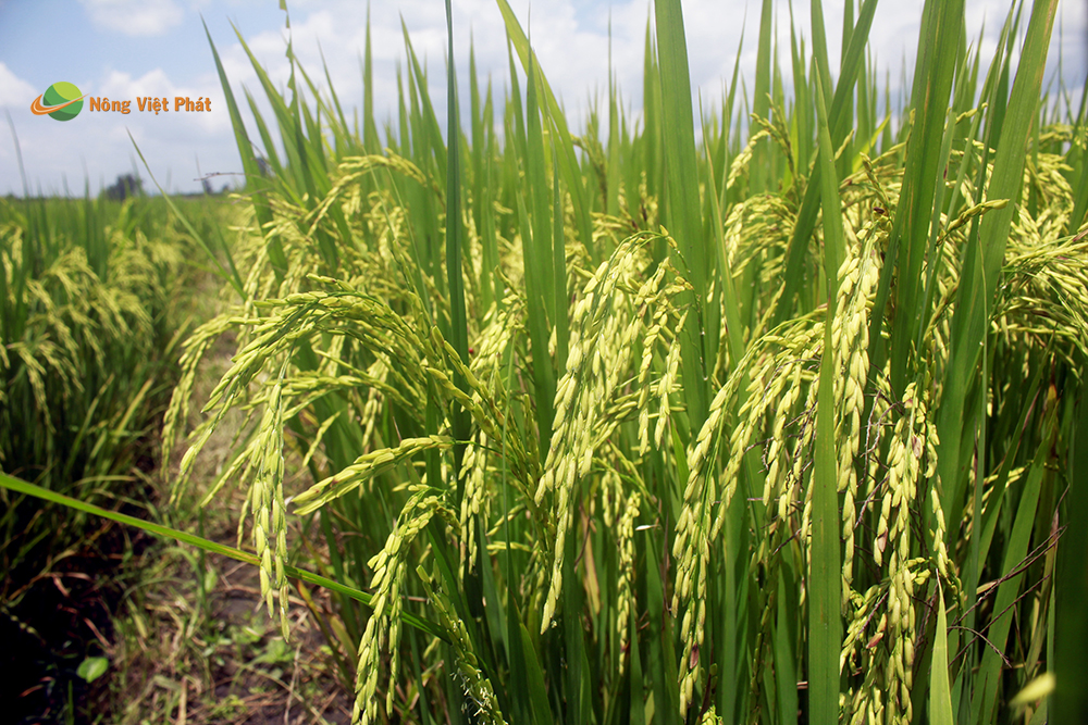 CÔNG TY CỔ PHẦN MỘC ĐIỀN