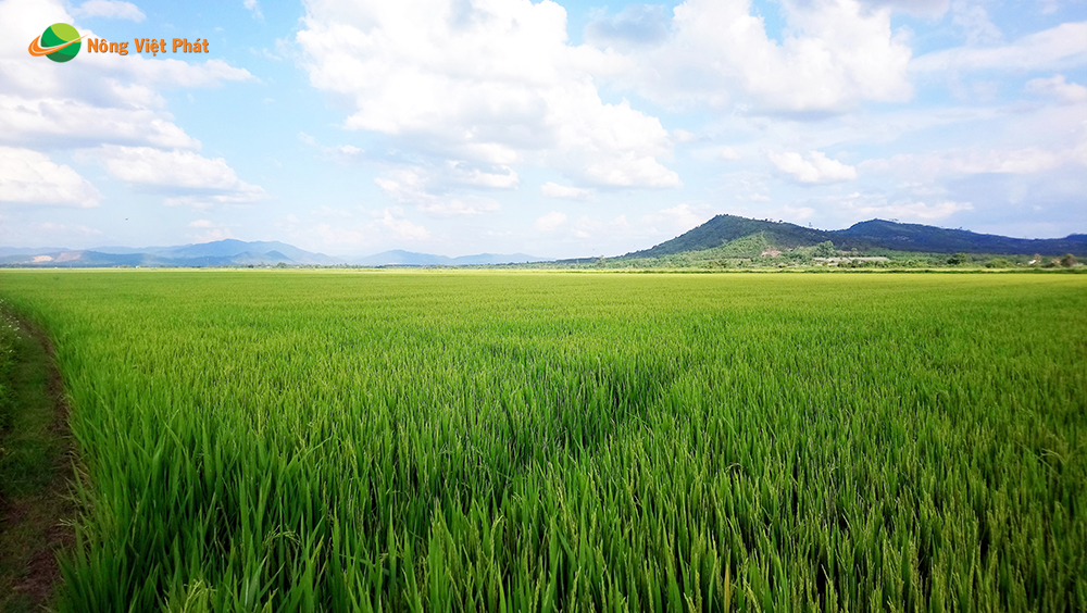 CÔNG TY CỔ PHẦN MỘC ĐIỀN