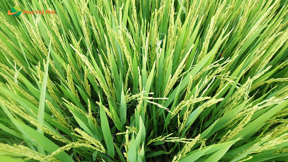 CÔNG TY CỔ PHẦN MỘC ĐIỀN