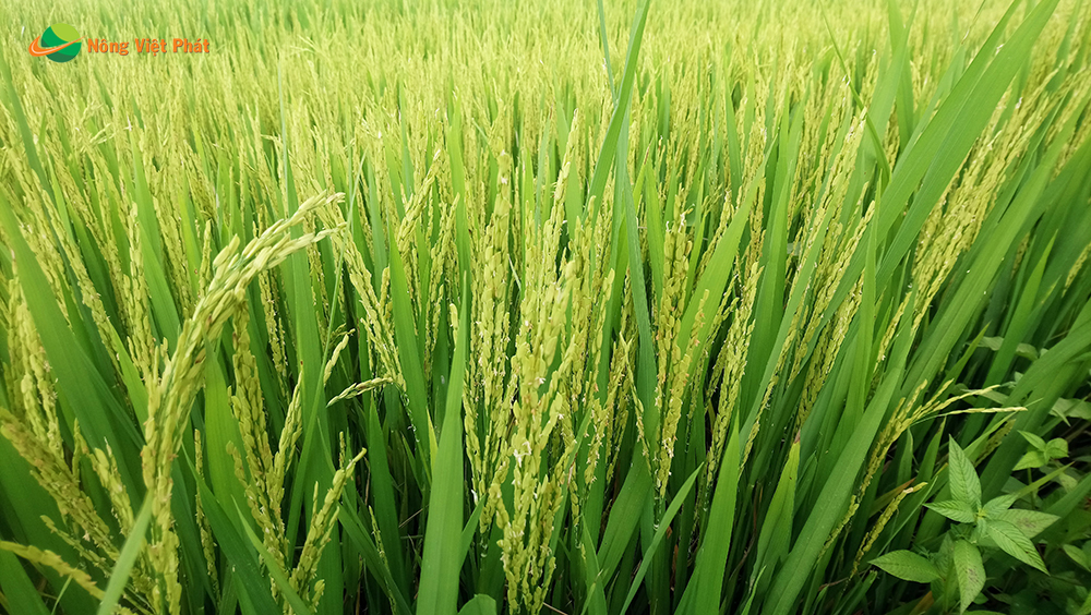 CÔNG TY CỔ PHẦN MỘC ĐIỀN