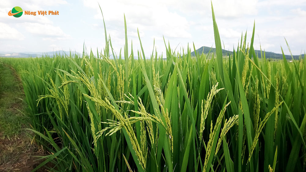 CÔNG TY CỔ PHẦN MỘC ĐIỀN