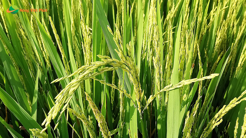 CÔNG TY CỔ PHẦN MỘC ĐIỀN