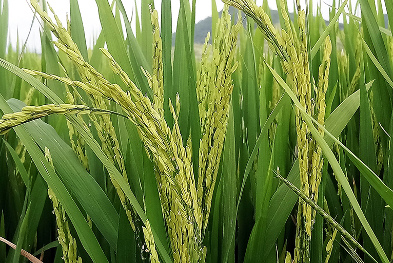 CÔNG TY CỔ PHẦN MỘC ĐIỀN