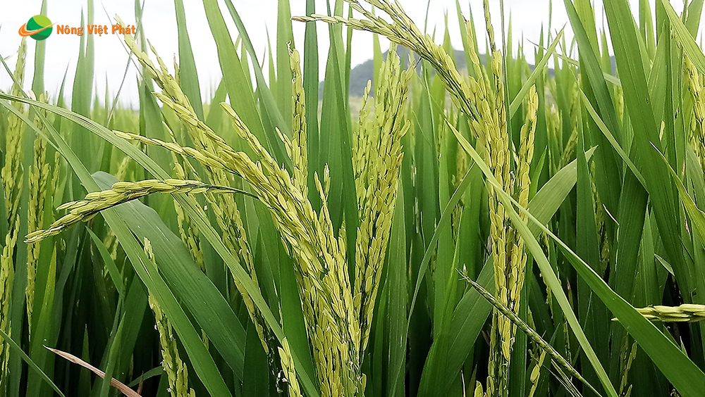 CÔNG TY CỔ PHẦN MỘC ĐIỀN