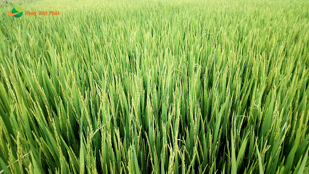 CÔNG TY CỔ PHẦN MỘC ĐIỀN