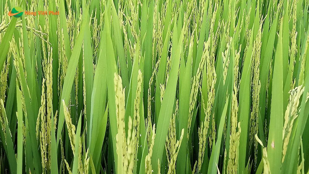 CÔNG TY CỔ PHẦN MỘC ĐIỀN