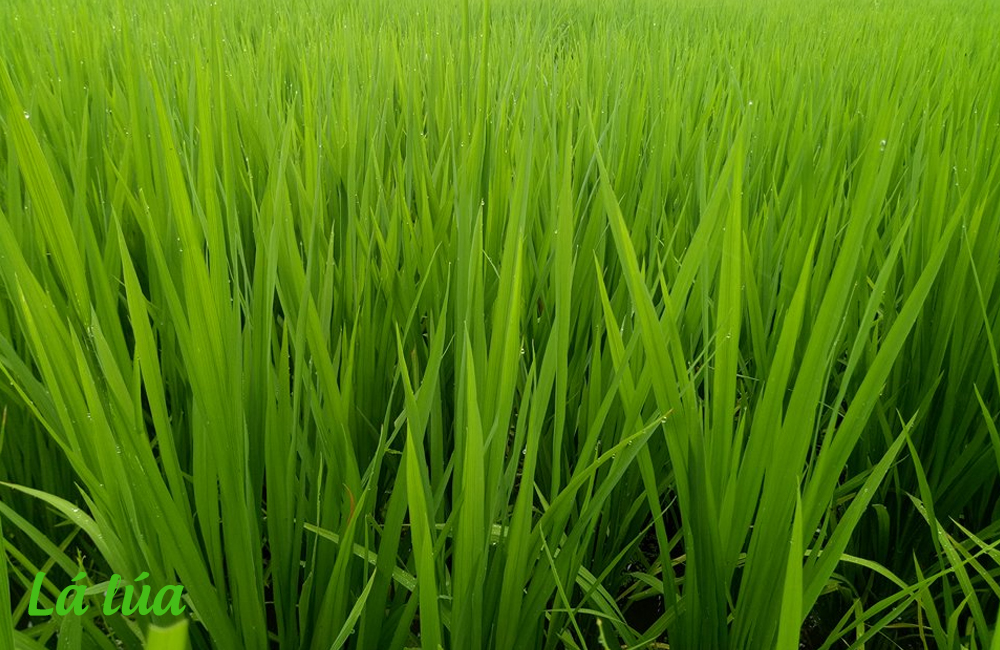 CÔNG TY CỔ PHẦN MỘC ĐIỀN