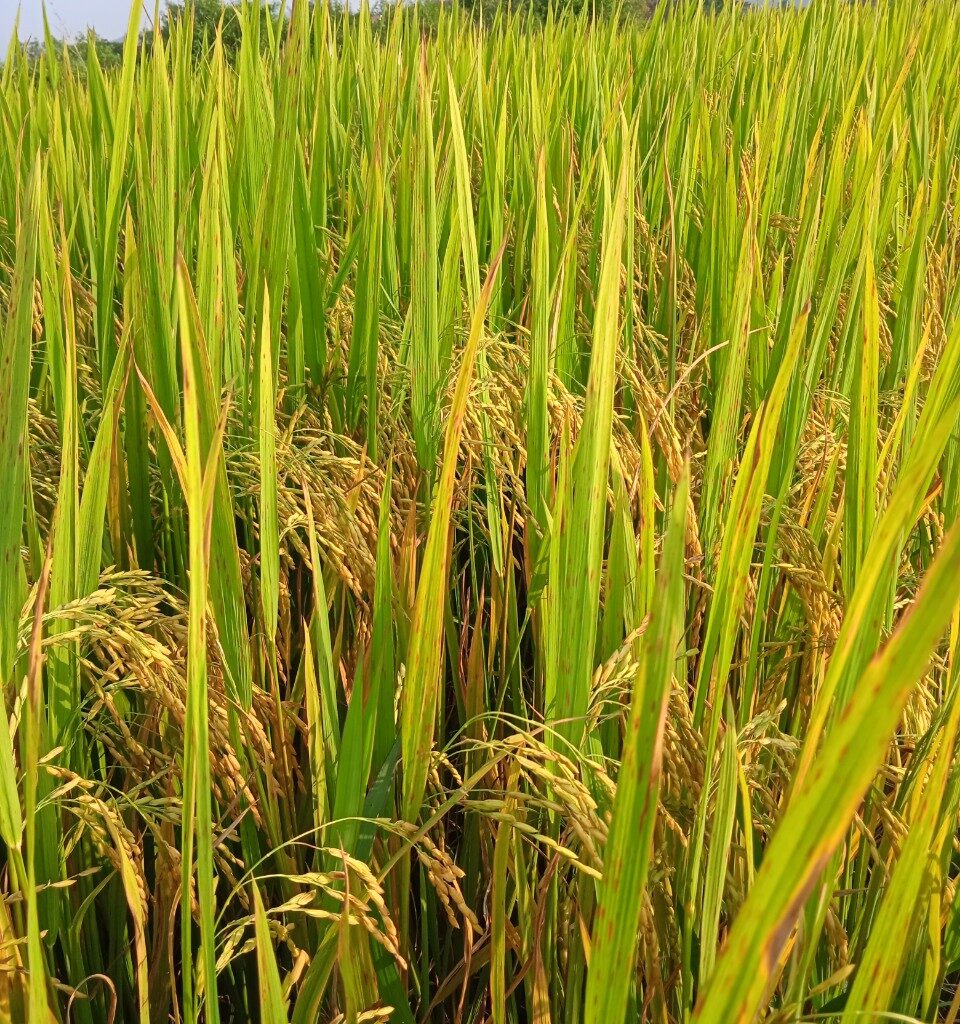 CÔNG TY CỔ PHẦN MỘC ĐIỀN