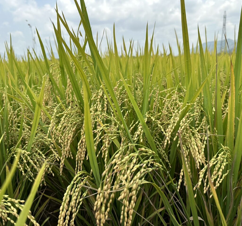 CÔNG TY CỔ PHẦN MỘC ĐIỀN