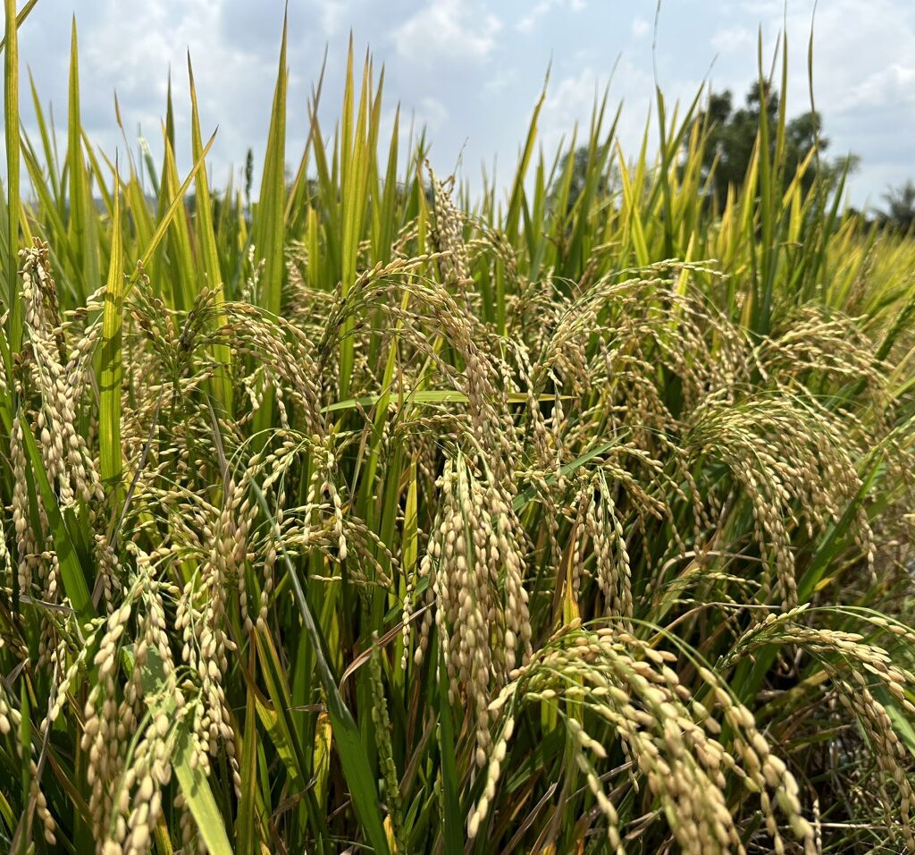 CÔNG TY CỔ PHẦN MỘC ĐIỀN