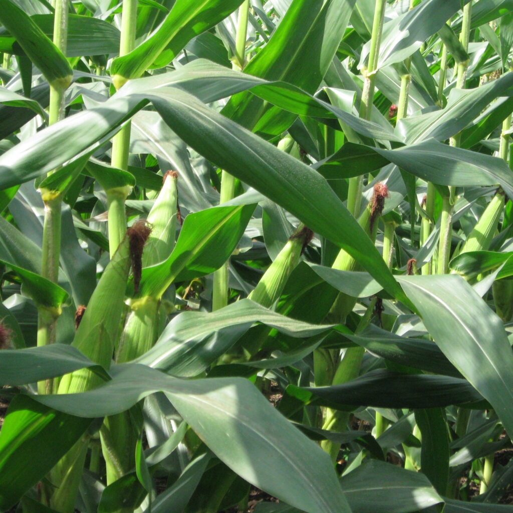 CÔNG TY CỔ PHẦN MỘC ĐIỀN