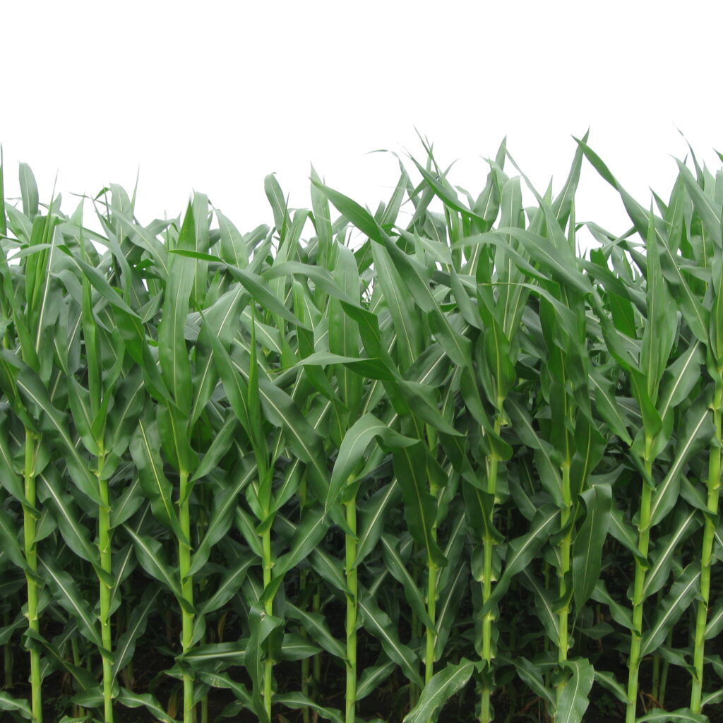 CÔNG TY CỔ PHẦN MỘC ĐIỀN