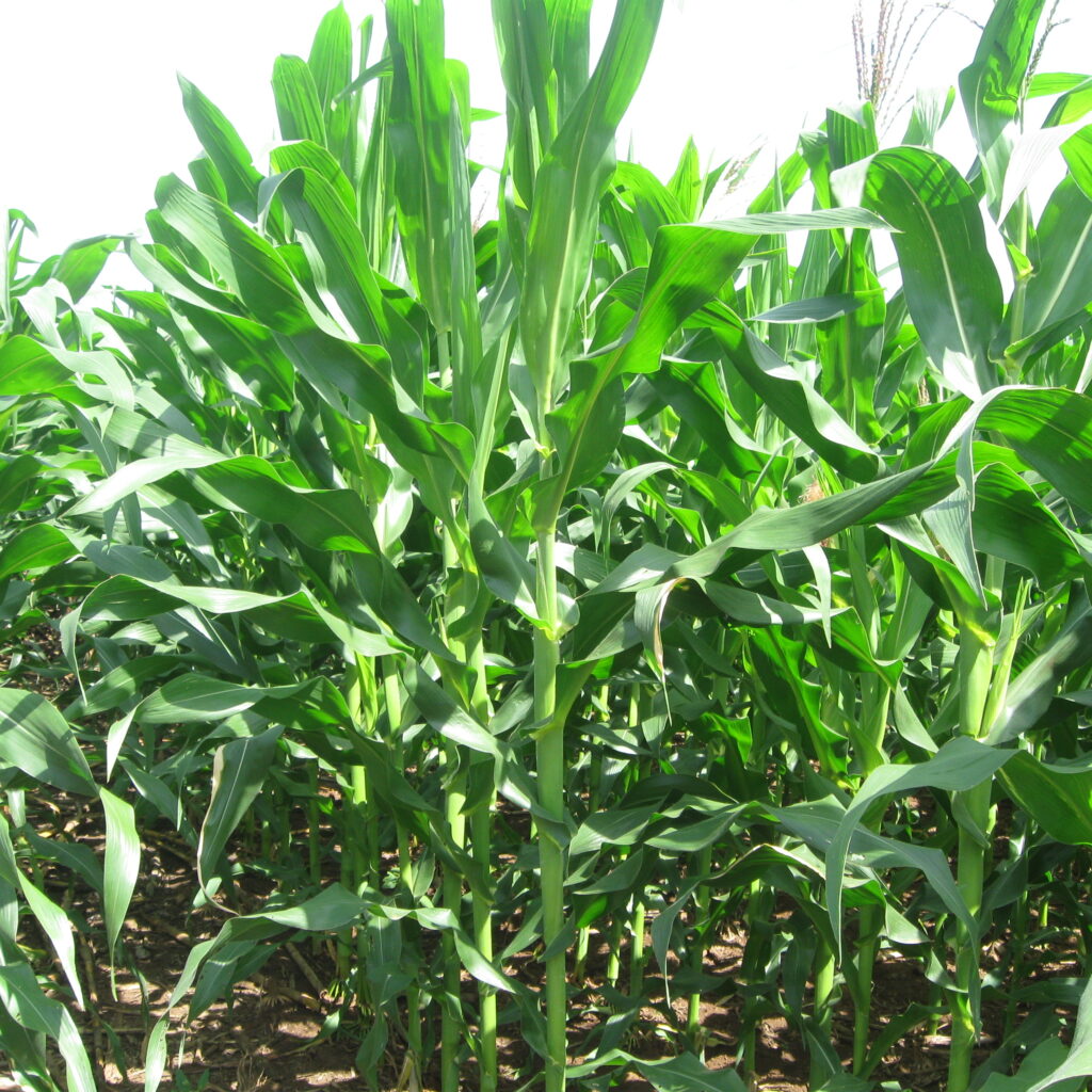 CÔNG TY CỔ PHẦN MỘC ĐIỀN