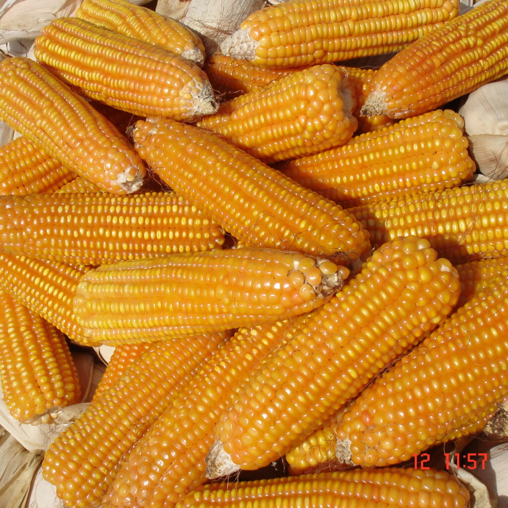 CÔNG TY CỔ PHẦN MỘC ĐIỀN